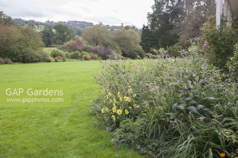View across large lawn to shelter-belt of trees and shrubs on far side. Informal perennial and shrub border beside verandah in foreground. Clematis. 

Anemone japonica syn. Anemone x hybrida, Japanese Anemone.  Nicotiana syn. tobacco plant. 
