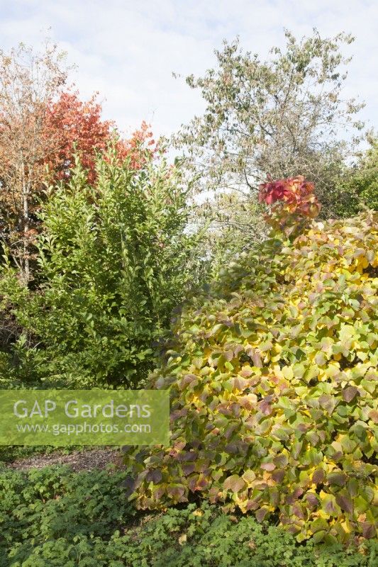 View of crimson and gold leaves in shrubbery in early-autumn.

Parrotia persica syn. ironwood tree; Persian ironwood. Cercidiphyllum japonicum var. magnificum syn. katsura japonicum, large-leaf katsura.    