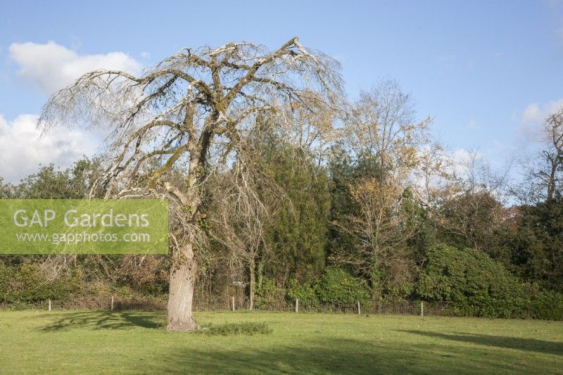 Ulmus glabra horizontalis syn. weeping Wych elm, horizontal elm. Winter shadows.