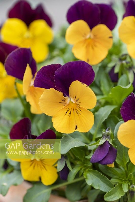 Viola 'Orange Duet', Viola x wittrockiana, a long flowering and hardy annual that thrives in pots.