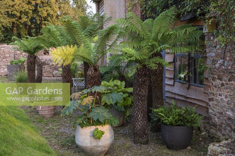 A shady terrace is home to tree ferns, Dicksonia antarctica, and pots of ferns, fatsia and hostas.