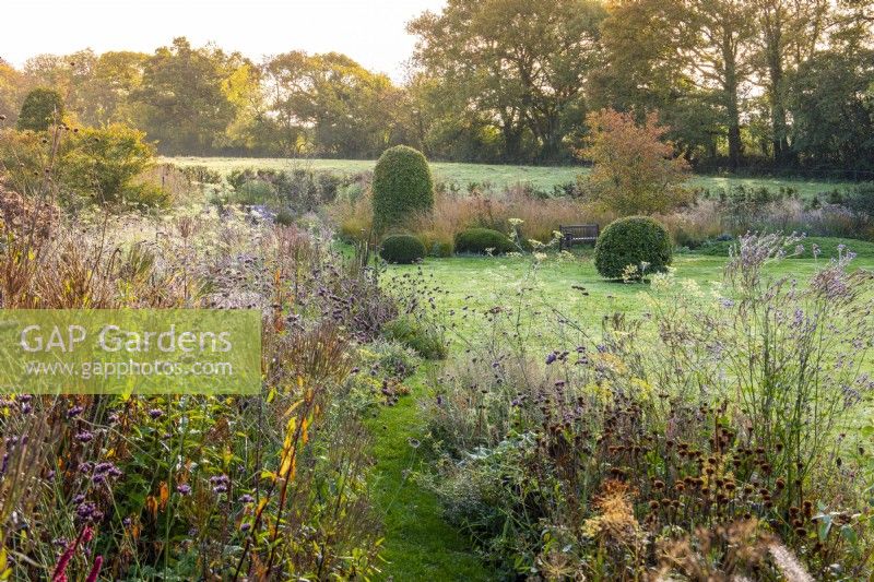 View of topiary punctuating the lawn beside a border of moor grass. Seen from the Long Border, through a haze of fennel, Verbena bonariensis and V. hastata, mingling with pennisetum and coneflower seedheads.