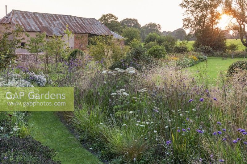 A curving grass path leads between borders of Selinum wallichianum, Deschampsia x flexuosa 'Goldtau', Pennisetum alopecuroides 'Hameln', Sesleria autumnalis, oregano and Verbena bonariensis.