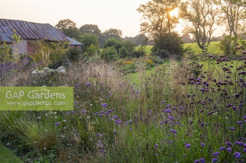 The grass bed planted with Selinum wallichianum, Deschampsia x flexuosa 'Goldtau', Pennisetum alopecuroides 'Hameln', Sesleria autumnalis and Verbena bonariensis. Behind, glimpses of the autumn border.