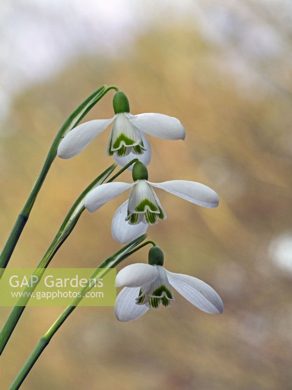 Galanthus nivalis 'Sam Arnott' 