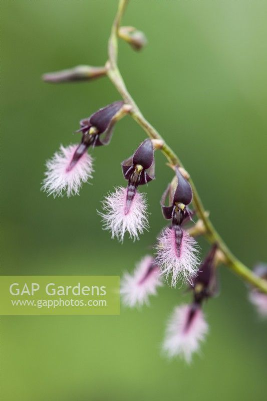 Bulbophyllum saltatorium var. albociliatum. Miniature orchid. Closeup of flowers.