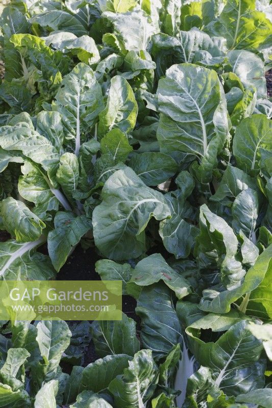 Beta vulgaris subsp. cicla var. flavescens 'White Silver' - Chard