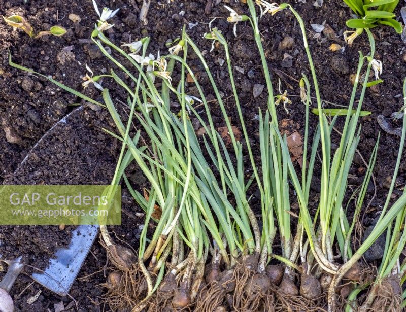 Plant snowdrops in the green in spring for following year