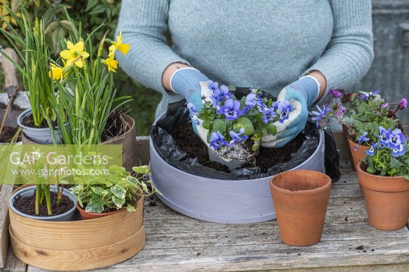 Step-by-Step Planting Wooden Flour Sieves with Spring Flowers. Step 6: place a viola plant on the outer edge of the sieve, guiding the flowers to spill over the edge, and pack round with compost.