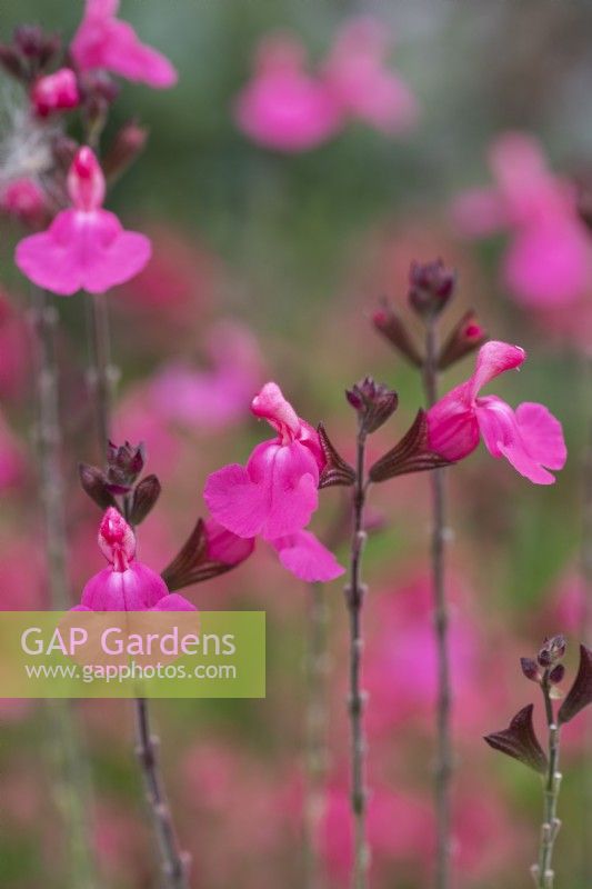 Salvia microphylla 'Cerro Potosi', baby sage,  an evergreen shrub  with  magenta-pink tubular flowers from June to late autumn