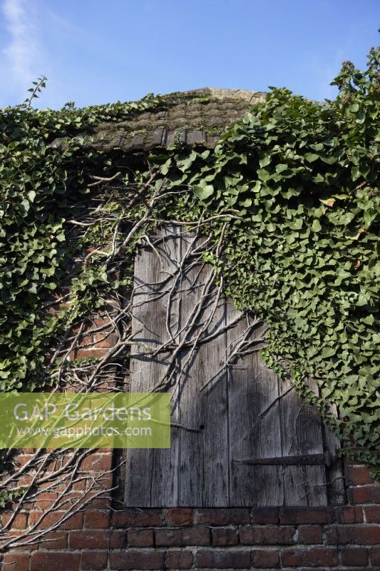 Old building with wooden door being gradually covered with ivy -Hedera. Summer. July.