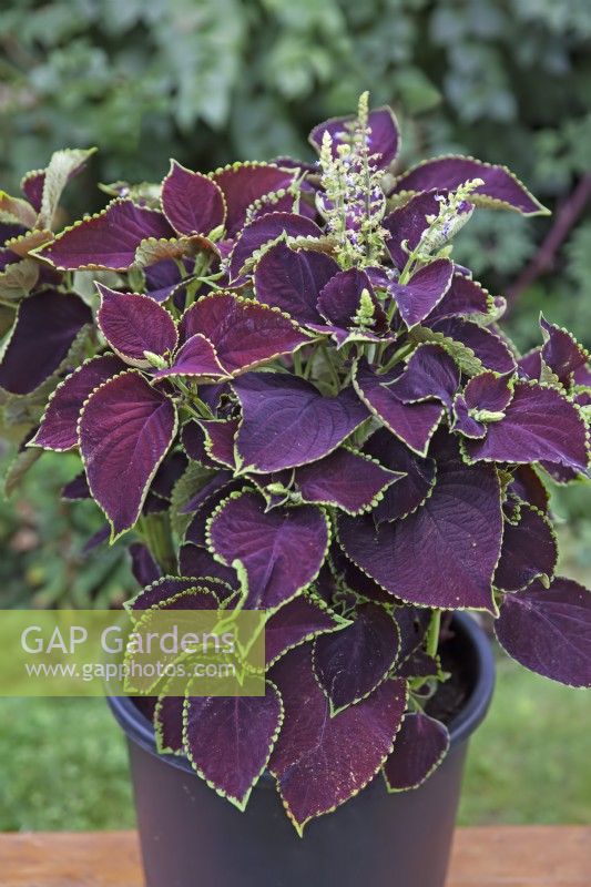 Coleus 'Velvet Luxe' - August