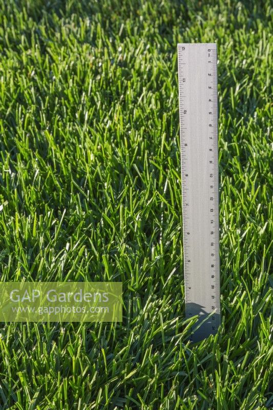 Poa pratensis  - Kentucky Bluegrass with ruler for measuring recommended 3.5 inches or 9 cm mowing height - September