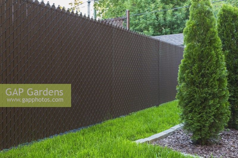 Brown chain-link fence with privacy slats and mulch border with Thuja occidentalis 'Degroot's Spire' - Cedar trees in residential backyard - September
