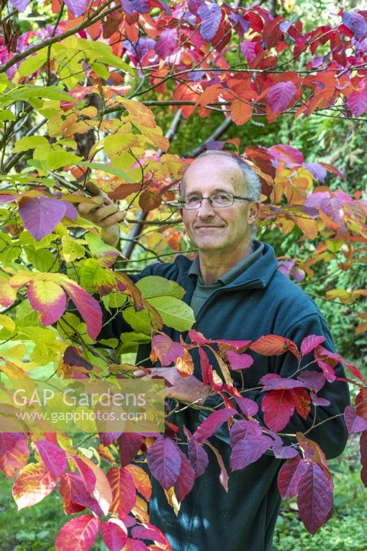 Stephen Lloyd, head gardener at Hergest Croft, pruning a Neoshirakia japonica tree.