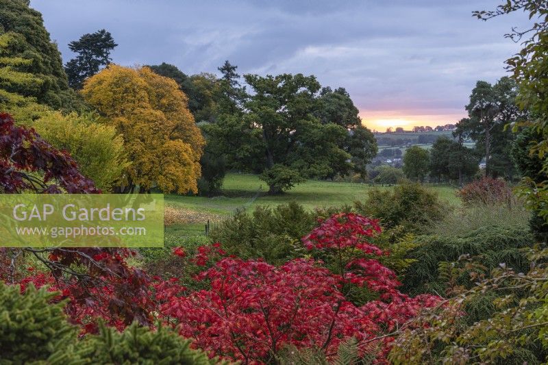 View at dawn from the main lawn, over red-leaved Acer japonicum 'Aconitifolium', towards an old oak and, to the left, Acer cappadocicum 'Aureum', a golden Cappadocian maple, and Ulmus americana 'Princeton'.