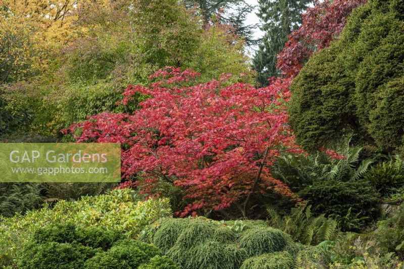 In the Rockery, a red-leaved Acer aconitifolium, downy Japanese maple, surrounded by skimmia, conifers and ferns.