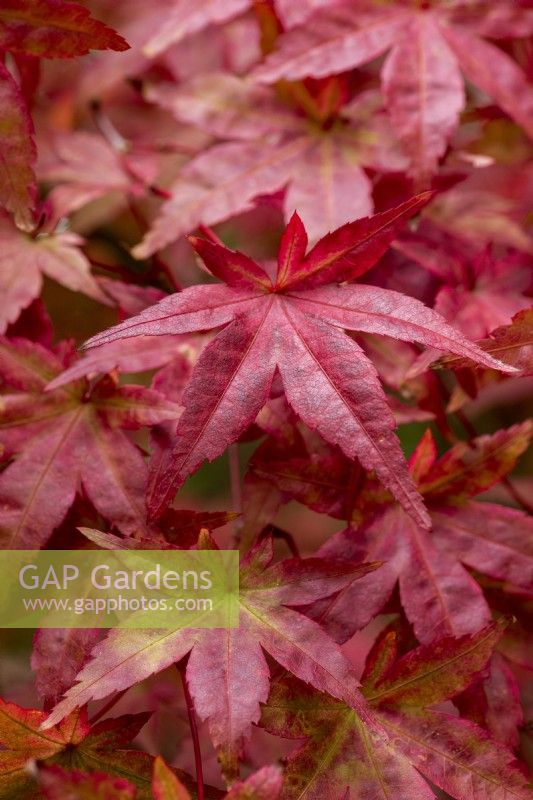 Acer palmatum 'Ginko-san', a small Japanese maple with sharply toothed green leaves that, in autumn, turn a rich red.