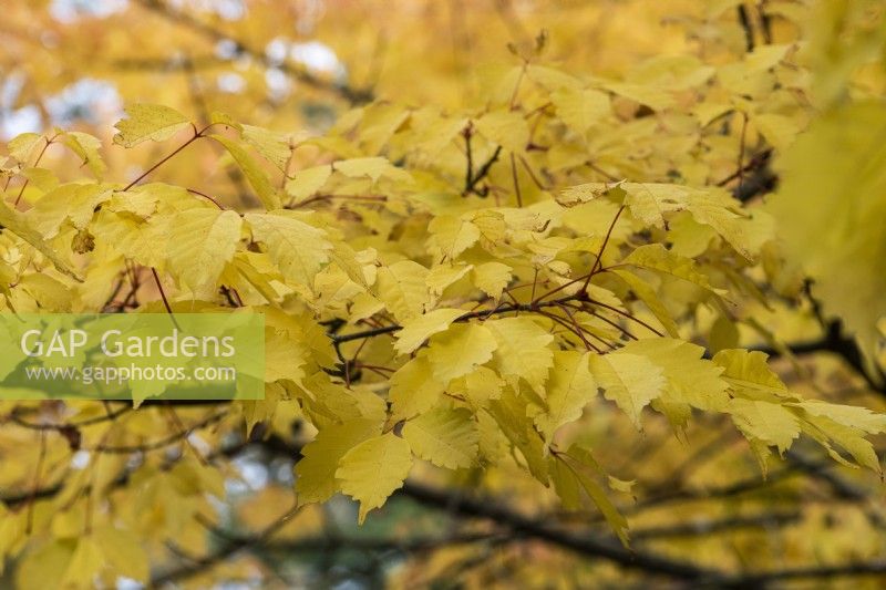 Acer cissifolium, ivy-leaved maple, has small dark green leaves that, in autumn, turn red and gold.