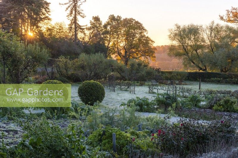 The kitchen garden in late autumn, dusted in frost, and backlit by dawn sun. Vegetable beds of herbs, leeks and dahlias, with apple step-over cordons beyond. Box balls mark a grassy path leading to a line of ancient apple trees.