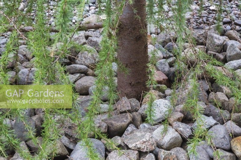 Larix - Larch tree trunk and branches in rock border - September