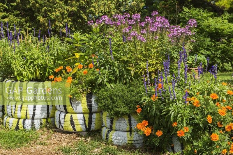 Painted rubber tires repurposed as containers for growing orange Tagetes - Marigold and blue Salvia - Sage in late summer, Ile des Moulins, Old Terrebonne, Quebec, Canada - September