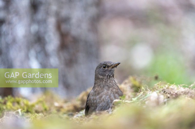 Common Blackbird - Turdus merula, side view of an adult female 