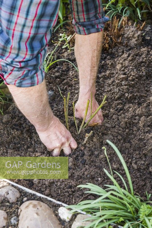 Planting a bare root rose. Step 14. When all the soil is back around the roots use your hands to finish firming, but not compacting, the soil.