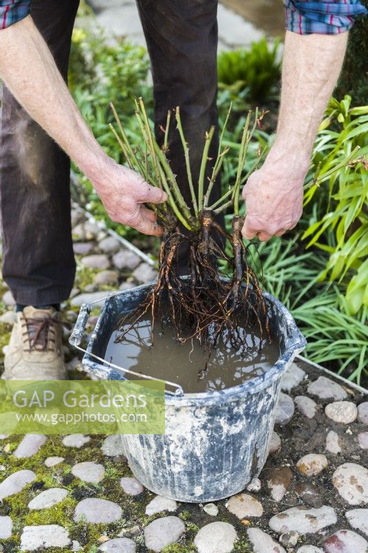 Planting a bare root rose. Step 2 . Soak the roots in a bucket of water for a few minutes before planting.