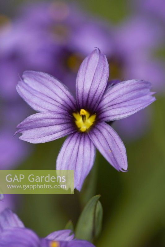 Sisyrinchium -Blue-eyed grass. June. Summer 