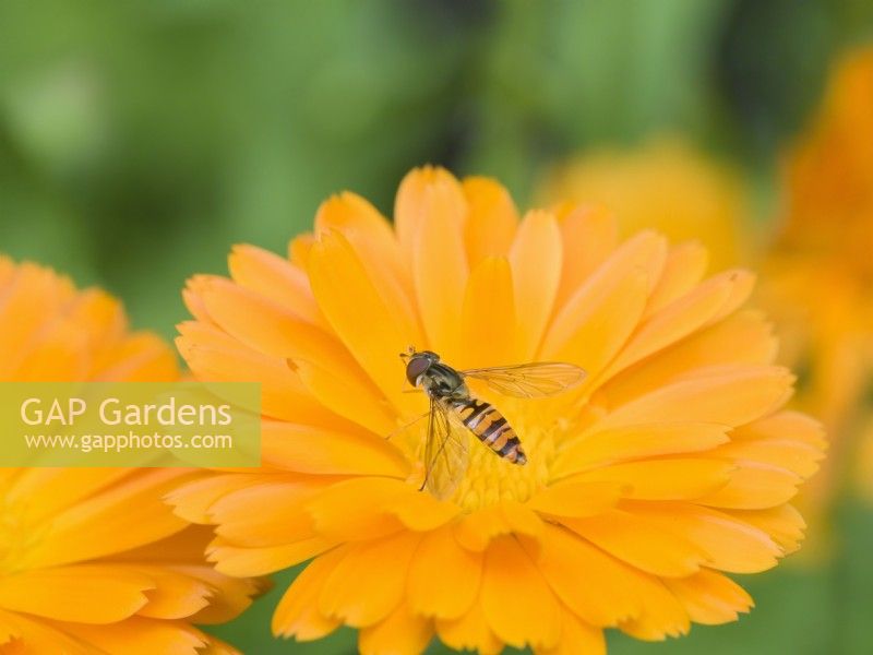 Episyrphus balteatus - Hover Fly on Calendula flower