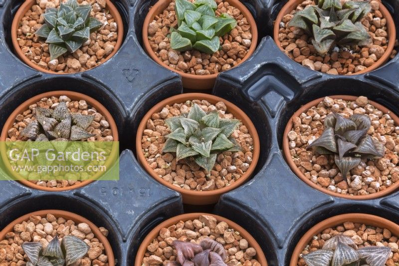 Haworthia badia 'Shuten Doji' succulent plants growing in containers inside commercial greenhouse - September