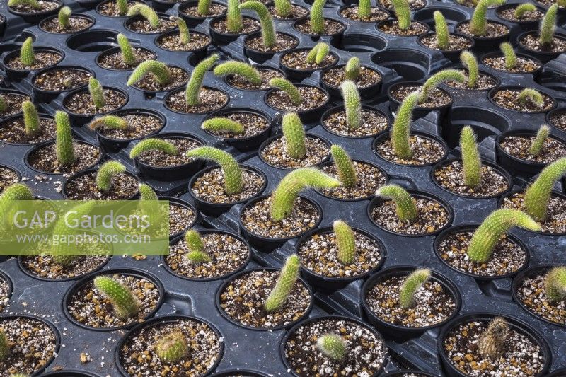 Hildewintera colademononis or Cleistocactus Winterocereus - Monkey Tail Cactus plants growing in containers inside commercial greenhouse - September