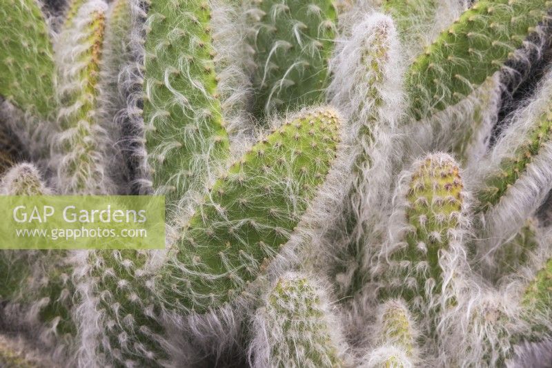 Opuntia - Prickly Pear 'Snow' Cactus - September