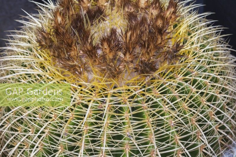 Echinocactus grusonii - Golden Barrel Cactus or Mother-in-Law's Cushion - September