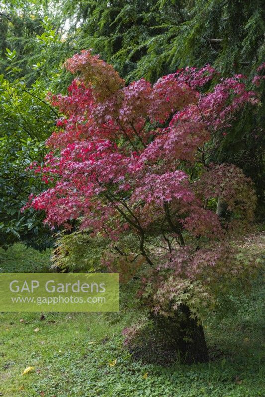 Acer palmatum 'Ginko-san', a small Japanese maple with sharply toothed green leaves that, in autumn, turn a rich red.