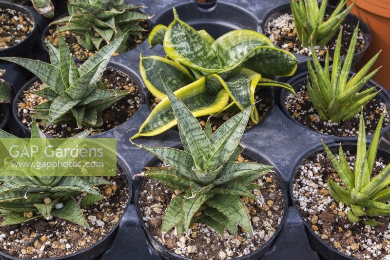 Mixed Sansevieria and 'Sweet Celery' - Succulent plants growing in containers inside commercial greenhouse - September