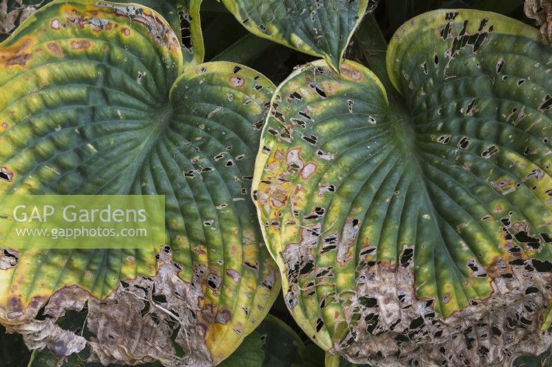 Hosta leaves with severe pests damage in early autumn - September