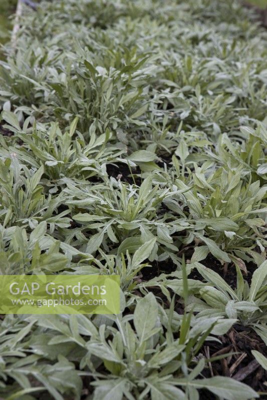 Young cornflower Centaurea cyanus plants grow in ordered rows in flower beds. February. 