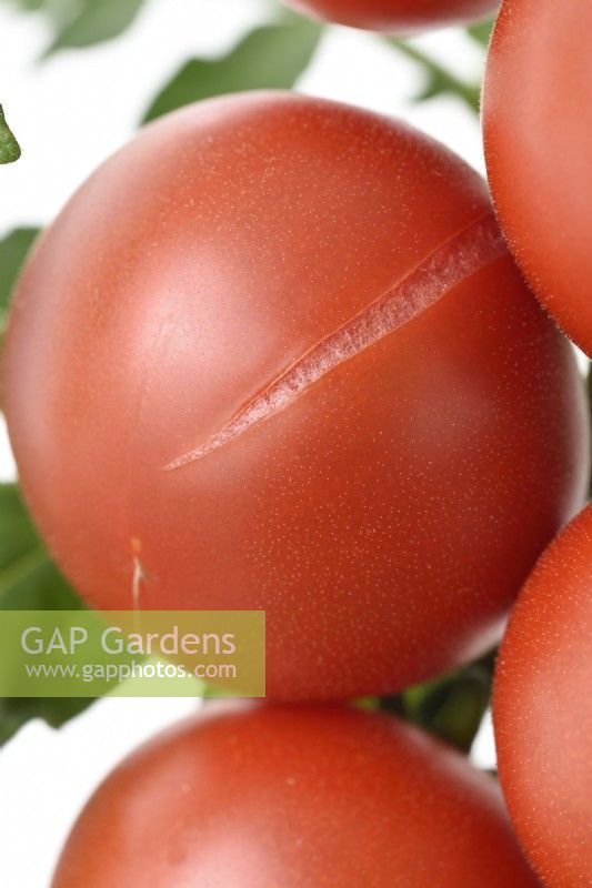 Solanum lycopersicum  'Ailsa Craig'  Tomato  Syn. Lycopersicon esculentum  Close up of fruit split or cracked  August
