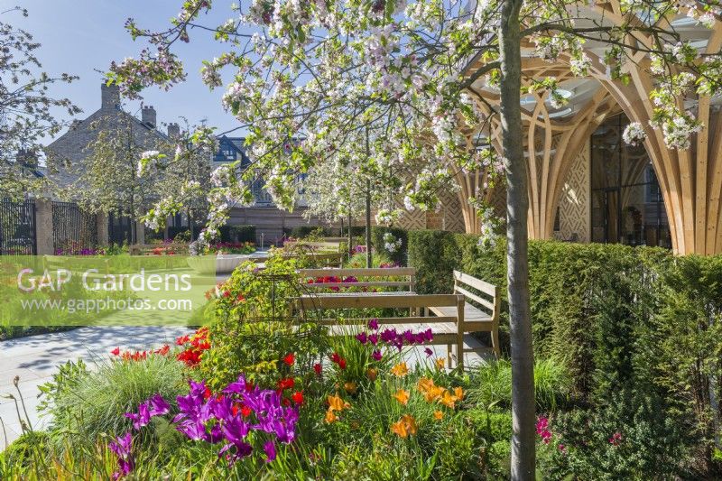 Cambridge Central Mosque garden with tulips and crab apple blossom. April