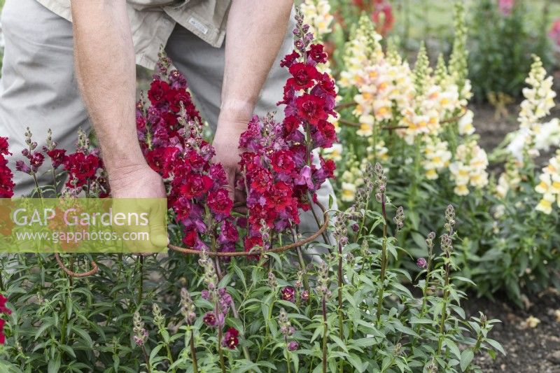 Staking Antirrhinums