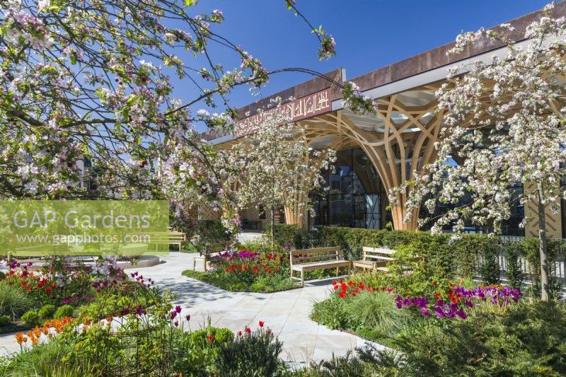 Cambridge Central Mosque garden with tulips and Malus robusta 'Red Sentinel' April