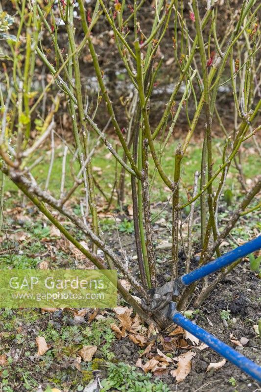 Pruning a shrub rose. Using long handled loppers to cut out old stem at the base of the plant during the dormant season. December,January, February or early March