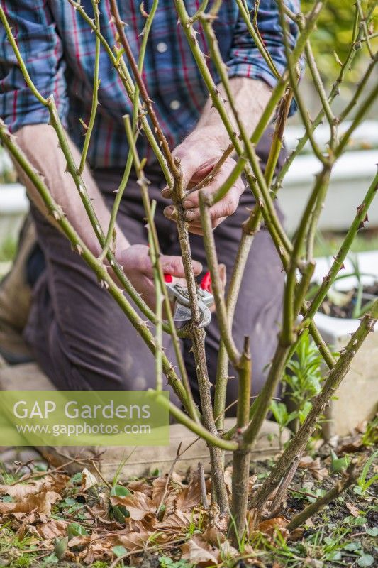 Man pruning shrub rose. Cutting old stem back to younger outward facing side branch. Winter