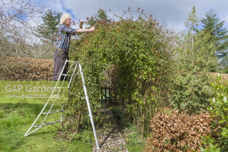 Man standing on tripod ladder to prune excess growth from rambler rose - Rosa 'Adelaide d'Orleans' -  trained over rose arches along cobbled mosaic path. Removing long wayward shoots. Early March