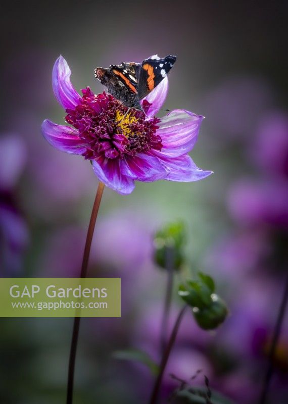 Red Admiral butterfly on Dahlia 'Blue Bayou'