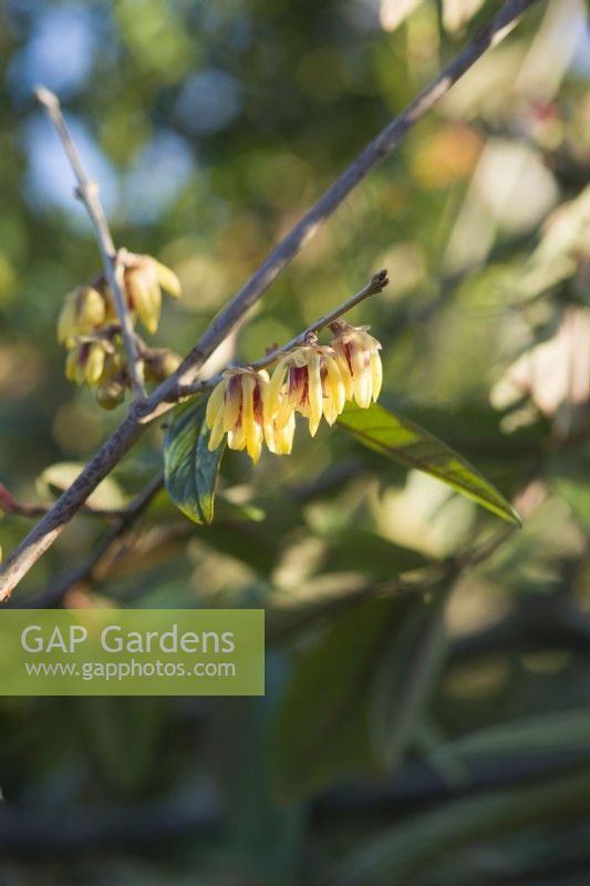 Chimonanthus praecox 'Grandiflorus' - Wintersweet - with cotoneaster foliage - January.