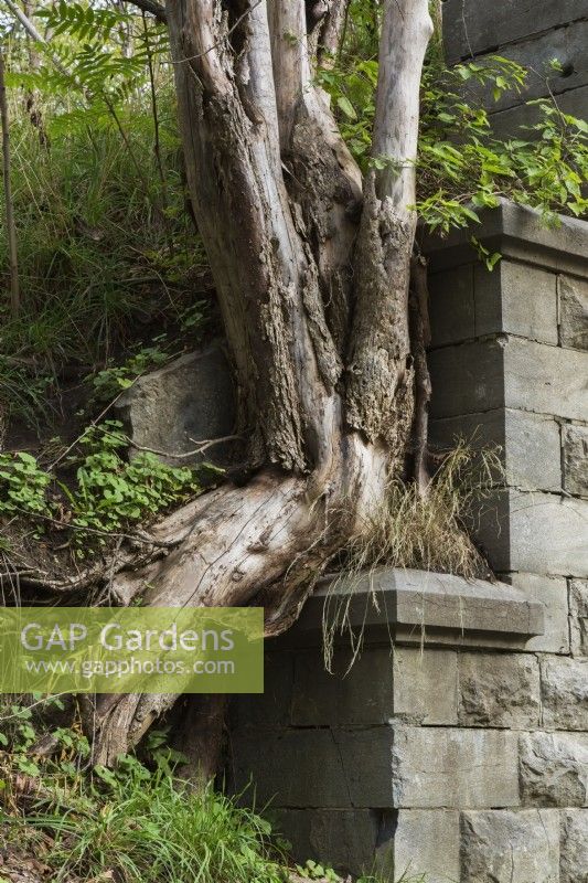 Deciduous tree growing on top of stone wall, Montreal, Quebec, Canada - September