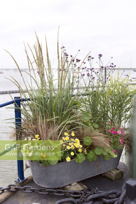 Galvanized metal container with mixture of grasses, annuals and perennials on house boat garden